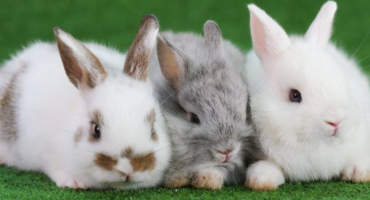 Důvody, proč jíst králičí potomky